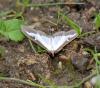 Cydalima perspectalis
